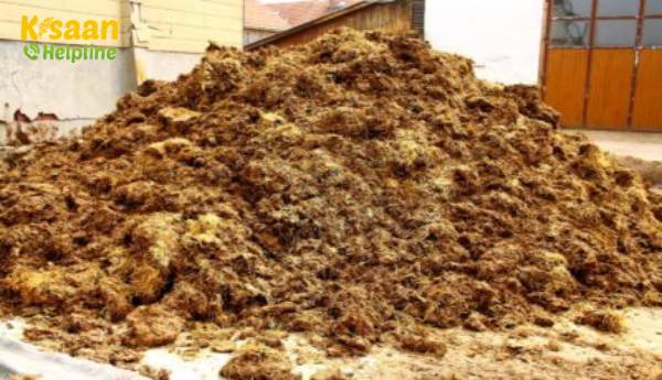 क्या ताजा खाद से खाद सुरक्षित है, क्या आपको खेत में ताजा खाद का उपयोग करना चाहिए?